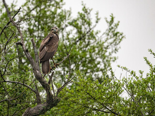 Harris's Hawk on tree branch in Argentina