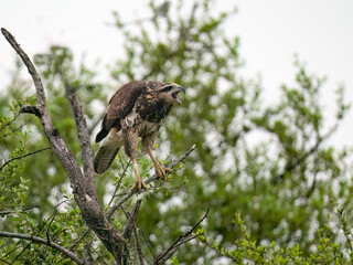 Harris's Hawk calling on tree branch in Argentina