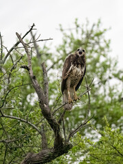Harris's Hawk on tree branch in Argentina