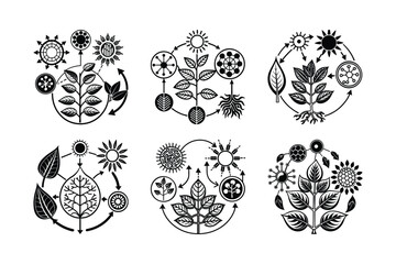 Photosynthesis Overview Light Water CO₂ to Glucose and Oxygen