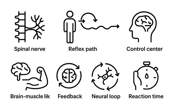 Human nervous system outline icons set - linear style health, anatomy, and physiology symbols for medical education: spinal nerve, reflex path, control center, brain-muscle link, feedback, neural