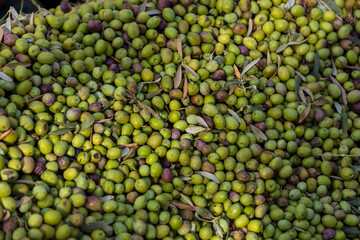 Türkiye Gaziantep Lots of Olives