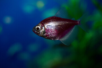Aquarium  fish-ternetzi swim. The Latin name Gymnocorymbus ternetzi. Close-up, blue background. One fish is purple.