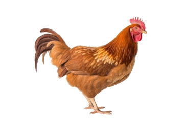 chicken hen isolated on white or transparent png