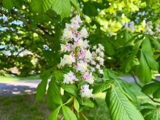 Chestnut Blossom Branch Close-Up