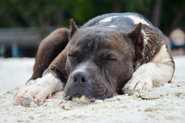 American Staffordshire Bull Terrier Sleeping on the Beach