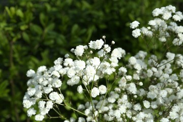 Beautiful white gypsophila flowers growing outdoors, closeup
