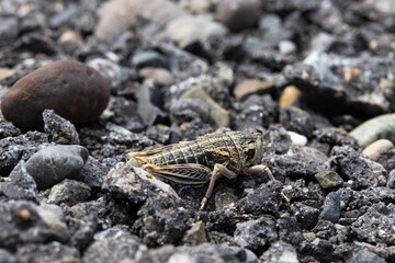 A species of grasshopper with a short length but a wide body found in Patagonia