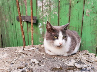 Beautiful fluffy gray and white cat sits under a fence on the street. Homeless animals