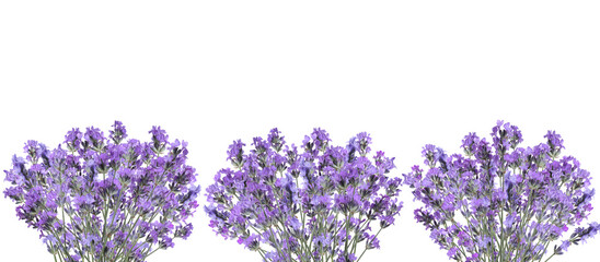 Beautiful fresh lavender flowers on white background
