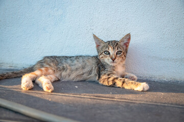 In the soft golden light of a summer afternoon, a young tabby kitten rests calmly against a wall,...