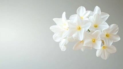 Obraz premium Delicate white flowers on soft gradient background, vibrant floral focus, ideal for greeting cards or nature-themed designs.