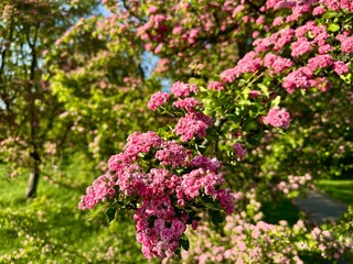 Flowering Red Hawthorn Branch in Spring