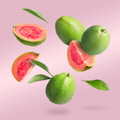 Fresh guava fruits and leaves falling on pastel pink background