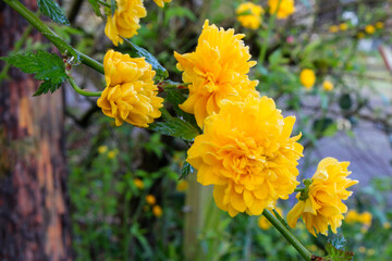 Japanese Kerria Yellow Stem 01