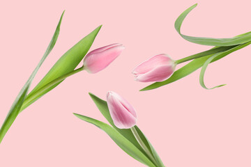 Obraz premium Beautiful tulips in air on pink background