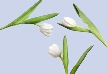 Beautiful white tulips in air on light blue background