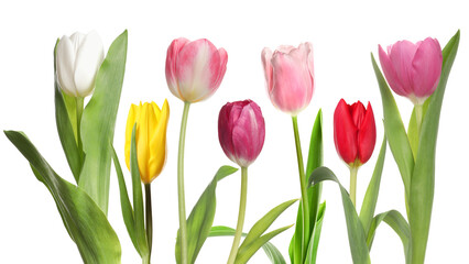 Different beautiful tulip flowers on white background, set