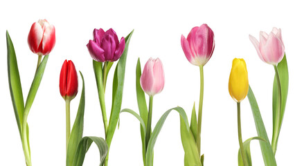 Different beautiful tulip flowers on white background, set
