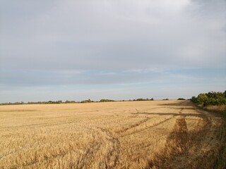 Obraz premium field of wheat