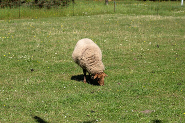 A ram grazes alone on a picturesque green lawn in the open air in summer
