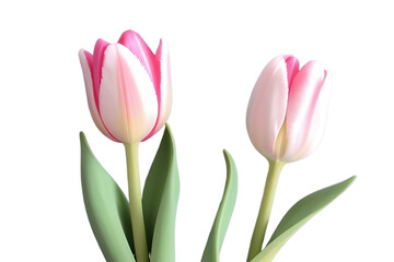 Obraz premium A fresh spring bouquet of pink tulips, a floral gift of beauty, isolated on white
