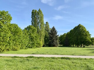 Sunny Park Landscape with Green Trees and Grass