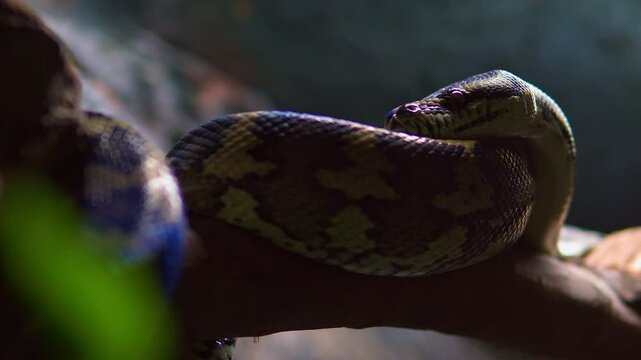 Mexican python resting on a branch