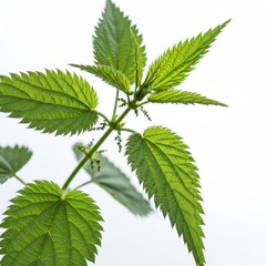 Close up shot of a vibrant green stinging nettle plant against a bright white background in soft lighting