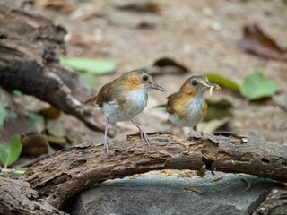 Javan black - capped babbler birds with worm as prey 