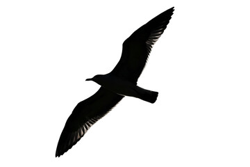 seagull in flight, silhouette of seagull 