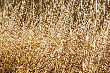 Old dry reed stalks. Textured background image.