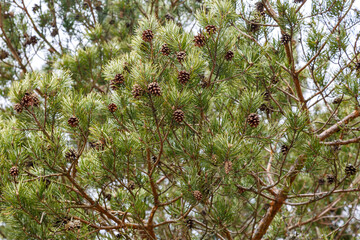 Pine cones are hanging on a green branch. The background image.