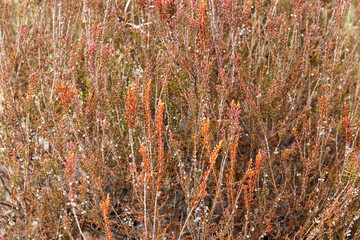A natural background of red-brown heather flowers. A soft focus.