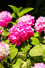 Vibrant pink hydrangeas blooming in a lush garden during a sunny afternoon