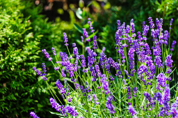 Obraz premium Bright purple lavender blooms surrounded by green foliage in a sunny garden setting
