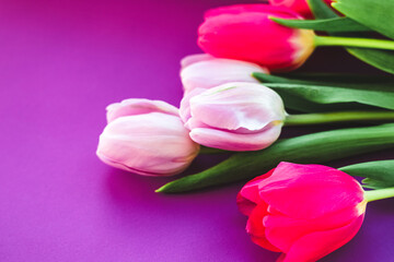 Obraz premium Colorful tulips on a vibrant purple background with lush green leaves create a lively display
