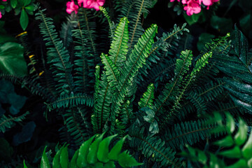 Lush green ferns among vibrant pink flowers create a tropical atmosphere in the garden