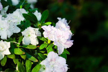Blooming white azaleas shine in the garden during sunny spring afternoon