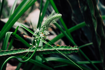 Green plant with flowers and spiky leaves in a lush environment showcasing natures beauty