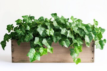 Fototapeta premium Lush Ivy Plant Cascading from a Rustic Wooden Box