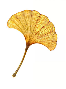 A beautiful ginkgo leaf with a smooth gradient from yellow to green, highlighting delicate texture and natural patterns, captured with high clarity.