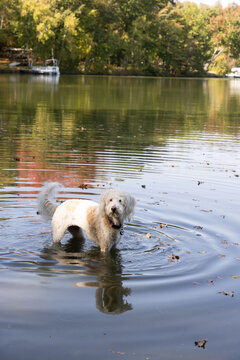 Family pet jumping into the lake to fetch a stick. 