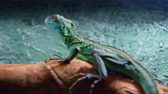 Mexican basilisk lizard perched on a branch