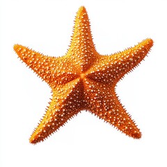 Vibrant Orange Starfish with White Tubercles