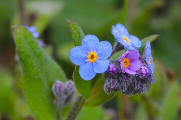 Forget-me-Not Bud Bunch 06