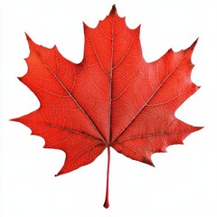Fototapeta premium Brilliant Red Maple Leaf with Detailed Veins