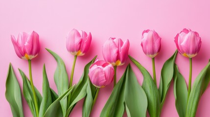 Fototapeta premium A row of pink and white tulips with green leaves against a solid pink background.