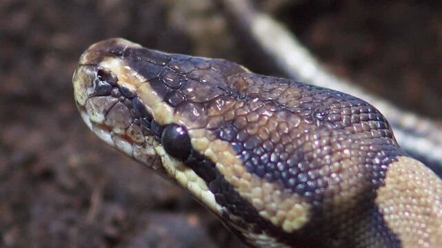 Mexican python moving head in terrarium