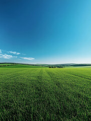 Obraz premium Vast green field under a clear blue sky, horizon in the distance.
